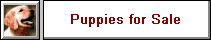 Puppies for Sale